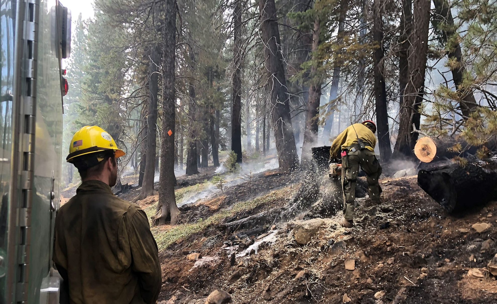 Fire crews working in the Tahoe National Forest are clearing hazard trees within a prescribed burn area. That's where fires are intentionally lit for forest health projects. Photo by Ezra Romero / Capital Public Radio