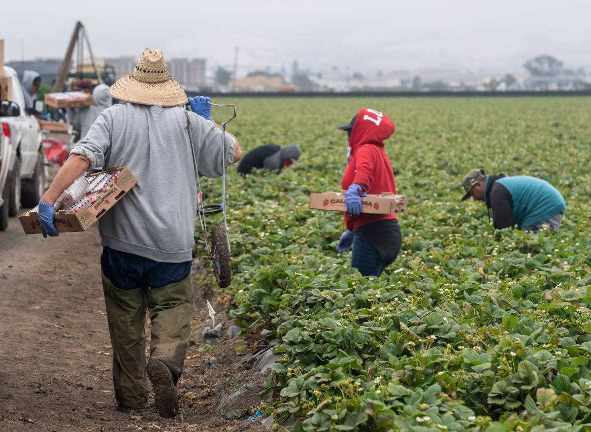 A farmworker holds a box of strawberries with his left hand and a one wheel cart with his right as he walks to get another empty box in Watsonville, on Wednesday, July 29, 2020. Photo by David Rodriguez, The Salinas Californian