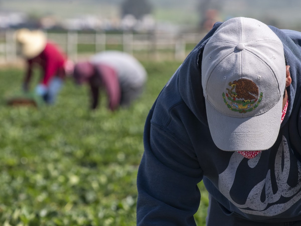 Farmworkers say employers, Cal/OSHA don’t enforce COVID-19 safety regulations