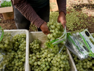 A farm worker puts grapes inside of plastic bags in Teviston on Oct. 21, 2021. REUTERS/Stephanie Keith