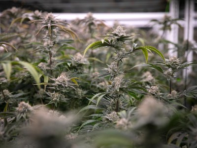 Cannabis plants at the Pure Beauty growing site in Sacramento on Jan. 26, 2022. Miguel Gutierrez Jr., CalMatters