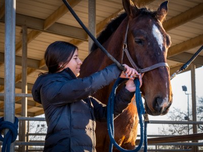 Fresno State equestrian Yasmin Roman attaches a bridle onto Ivan, one of several horses she loves to train and compete with, at the Student Horse Center on Feb. 28, 2022. Photo by Zaeem Shaikh for CalMatters