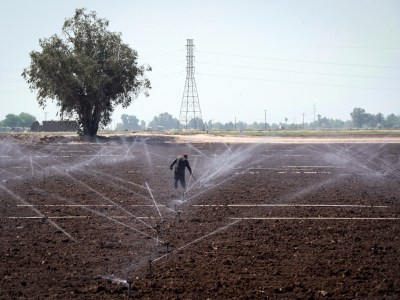 A farmworker works on land irrigated by sprinklers in El Centro on May 29, 2020. REUTERS/Bing Guan