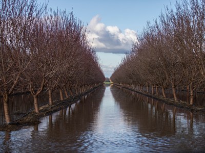 A field of orchards flooded after a series of storms near the town of Planada on Jan. 17, 2023. Photo by Larry Valenzuela, CalMatters/CatchLight Local