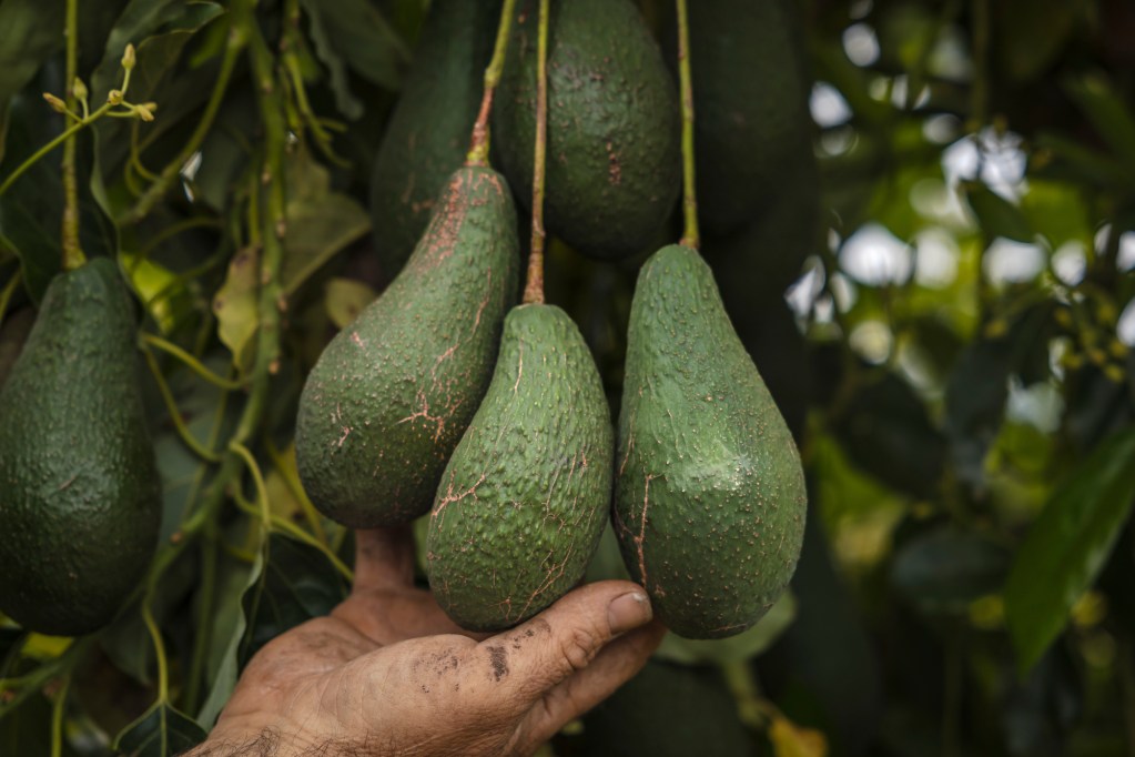 Gary Gragg holds Pinkerton avocados grown at his residence in Winters on May 4, 2023. Photo by Rahul Lal, CalMatters