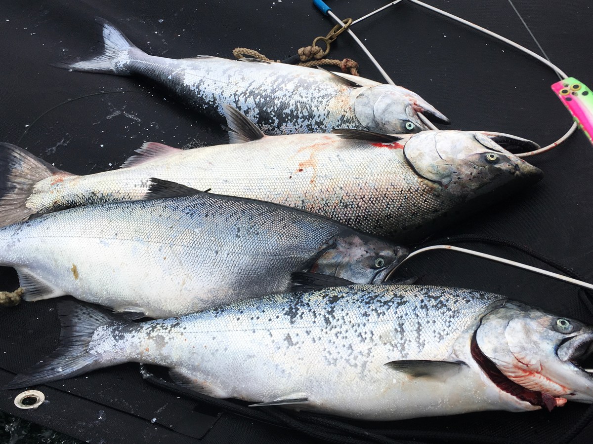 Painful step: Shutdown of fishing season necessary to save California salmon