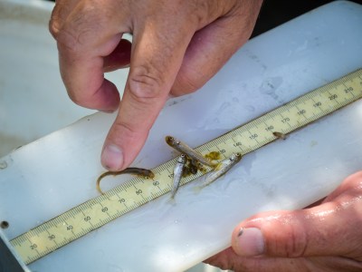 Matt Johnson (CDFW) measures winter-run Chinook salmon recaptured in the rotary screw trap as part of a gear efficiency trial to estimate the production and survival of winter run in the McCloud River. Biologists from NMFS, CDFW, UCD and the Winnemem Wintu tribe released 300 winter run from Livingston Stone National Fish Hatchery, identified by the copper-colored dye and clipped tail fin, to calibrate the sampling gear. Photo shows two recaptured hatchery juveniles and two winter run that spent their early lives imprinting on the water from the McCloud River. Photo by Eric Holmes, University of California, Davis