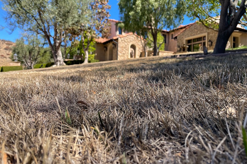 Grass goes dry under a Las Virgenes Municipal Water District watering ban. Photo courtesy of Las Virgenes Municipal Water District