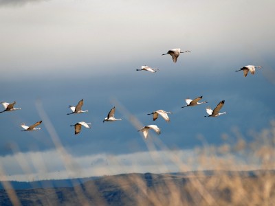 Sandhill cranes fly over the Lower Klamath National Wildlife Refuge near Tulelake in 2012. Photo by Jeff Barnard, AP Photo