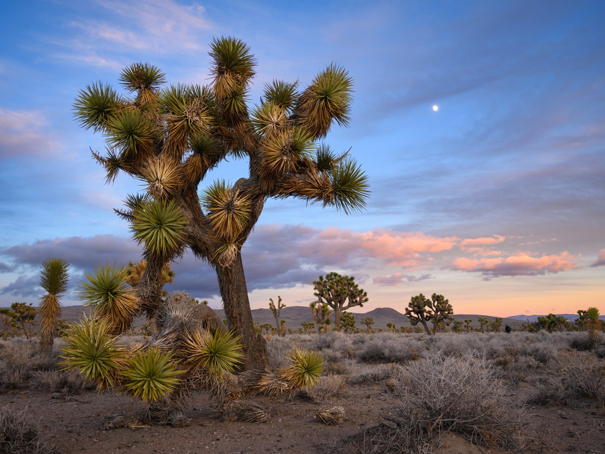 California protects its Joshua trees. A new bill could allow more to be cut down for development