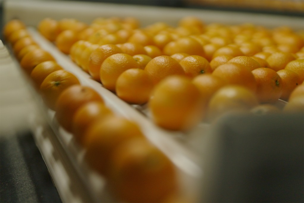 Close-up of oranges lined up on a white conveyor belt inside a packing facility. The oranges appear clean and glossy, moving in organized rows as part of a sorting or processing operation.
