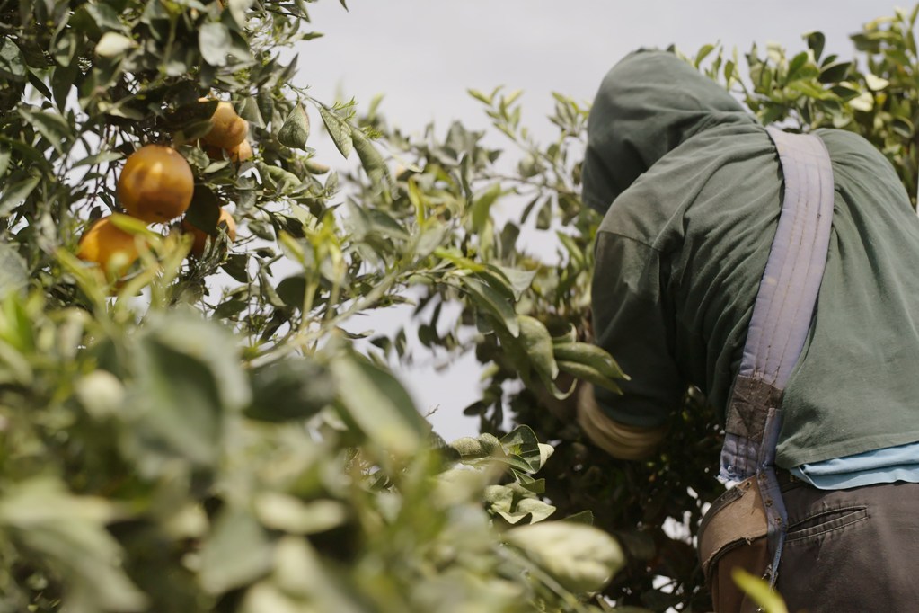 A person in a green hoodie and dark pants harvests oranges from a tree, partially hidden among thick green foliage. Several ripe oranges hang in the foreground, and a metal ladder is visible in the background.
